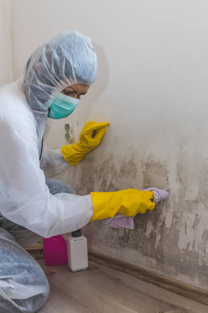 Best Mold Damage Restoration  in Webster, FL