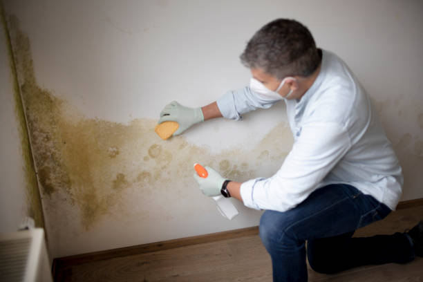 Best Post-Remediation Verification Testing  in Webster, FL