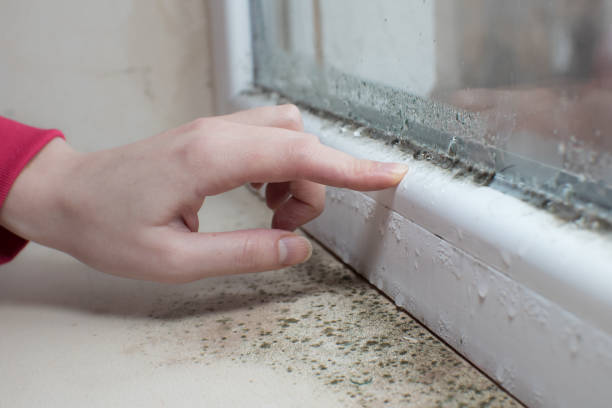 Best Indoor Air Quality Assessment  in Webster, FL