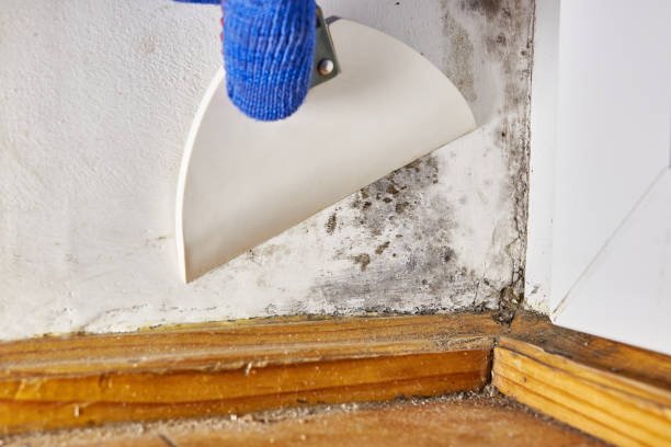Environmental Consulting for Mold Prevention in Webster, FL