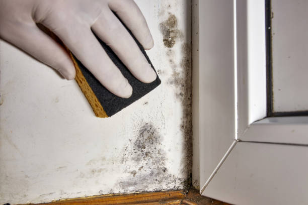 Trusted Webster, FL Mold Removal Experts